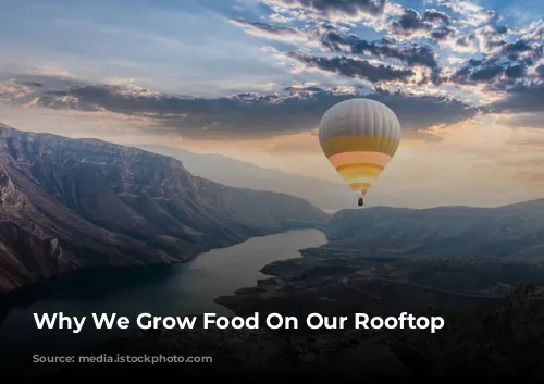 Why We Grow Food On Our Rooftop