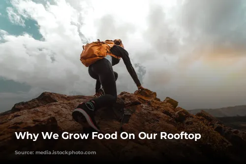 Why We Grow Food On Our Rooftop