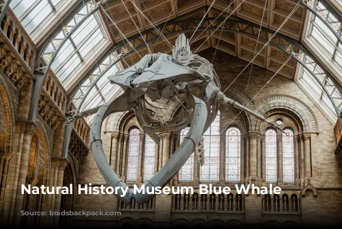 Natural History Museum Blue Whale skeleton