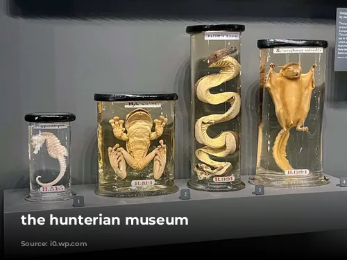 the hunterian museum