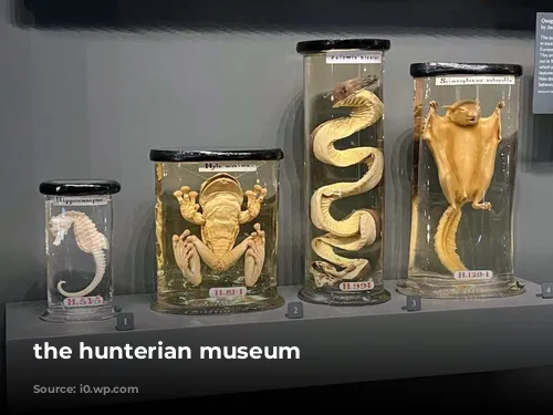 the hunterian museum