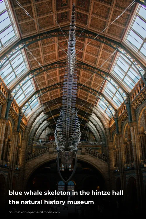 blue whale skeleton in the hintze hall at the natural history museum