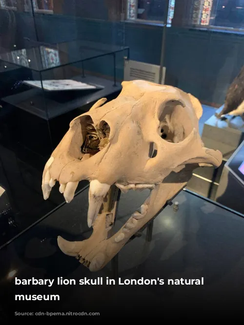 barbary lion skull in London's natural history museum