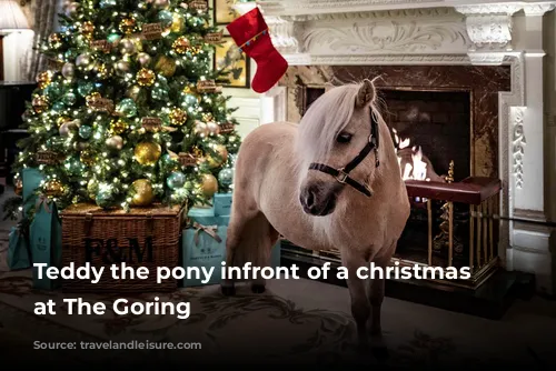 Teddy the pony infront of a christmas tree at The Goring