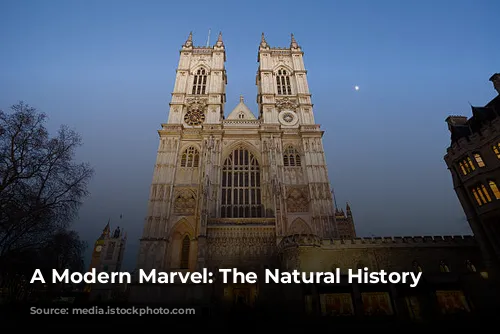 A Modern Marvel: The Natural History Museum