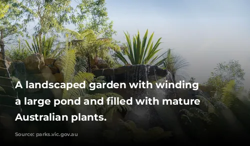 A landscaped garden with winding paths, a large pond and filled with mature native Australian plants. 