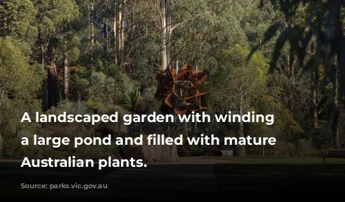 A landscaped garden with winding paths, a large pond and filled with mature native Australian plants. 