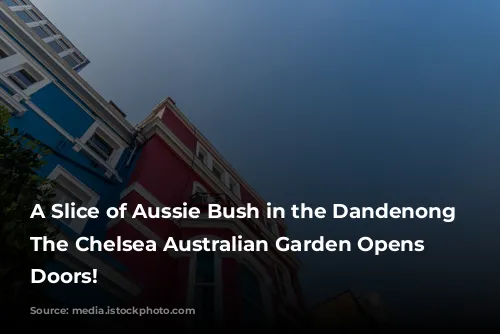 A Slice of Aussie Bush in the Dandenong Ranges: The Chelsea Australian Garden Opens its Doors!