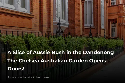 A Slice of Aussie Bush in the Dandenong Ranges: The Chelsea Australian Garden Opens its Doors!