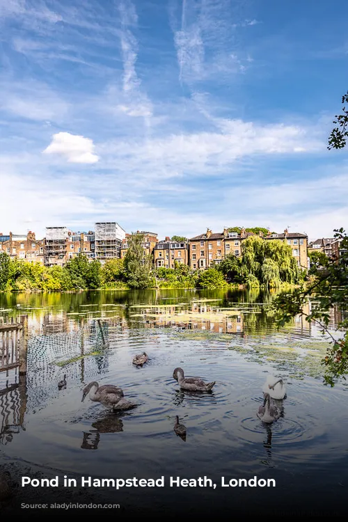 Pond in Hampstead Heath, London