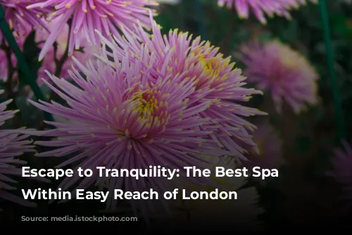 Escape to Tranquility: The Best Spa Breaks Within Easy Reach of London