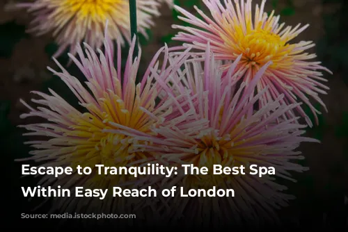 Escape to Tranquility: The Best Spa Breaks Within Easy Reach of London