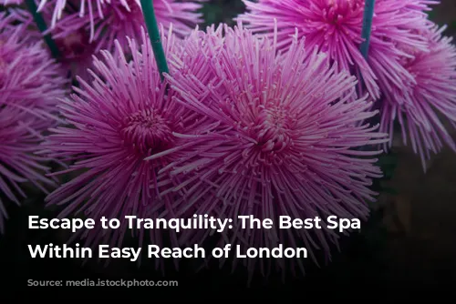 Escape to Tranquility: The Best Spa Breaks Within Easy Reach of London