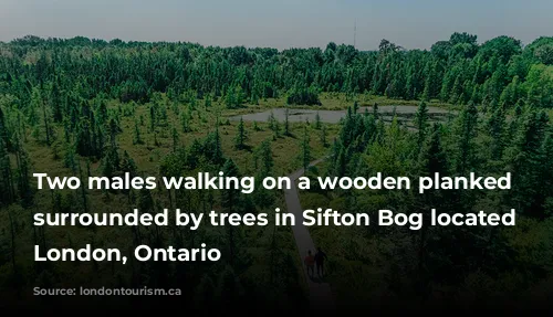 Two males walking on a wooden planked path surrounded by trees in Sifton Bog located in London, Ontario