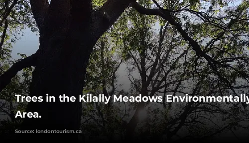 Trees in the Kilally Meadows Environmentally Significant Area.