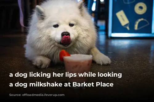 a dog licking her lips while looking at a dog milkshake at Barket Place