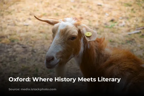 Oxford: Where History Meets Literary Charm